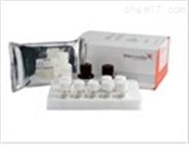 人B-淋巴细胞趋化因子1（BLC-1/CXCL13）ELISA试剂盒