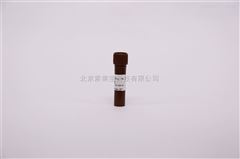 C0060DAPI溶液（1mg/ml） 細胞檢測試劑